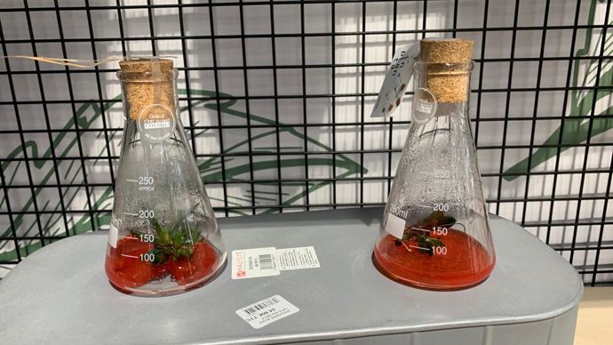 … des auxiliaires, la culture in vitro…©Odile Maillard